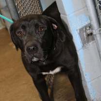 Thumbnail photo of Knox fka Hagrid (Neutered) #2
