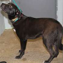 Thumbnail photo of Knox fka Hagrid (Neutered) #3