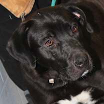 Thumbnail photo of Knox fka Hagrid (Neutered) #4