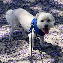 Thumbnail photo of Truman #3
