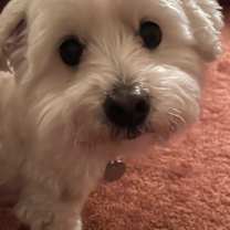 Thumbnail photo of Truman #4