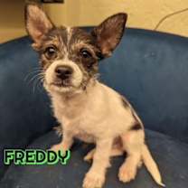 Thumbnail photo of Freddy #2