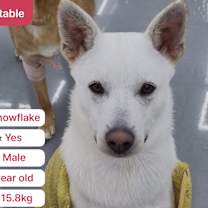 Thumbnail photo of Snowflake(D) #1