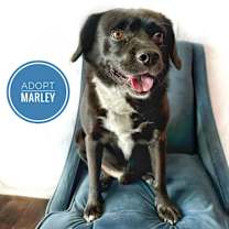 Thumbnail photo of Marley #2