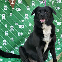 Thumbnail photo of Marley #4