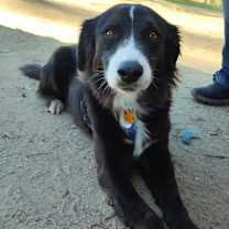 Thumbnail photo of Tommy #1