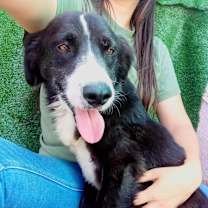 Thumbnail photo of Tommy #3