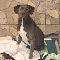 Thumbnail photo of Cookie #1