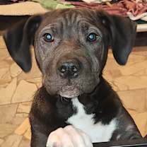 Thumbnail photo of Cookie #2