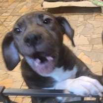 Thumbnail photo of Cookie #3