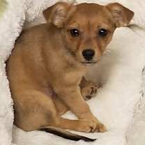 Thumbnail photo of Tiny #2