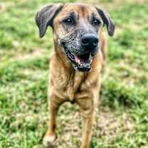 Thumbnail photo of Duke #3