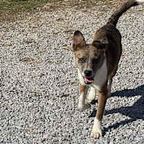 Thumbnail photo of Lexie #2