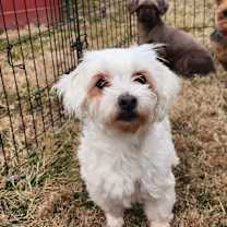 Thumbnail photo of Blanche #1