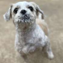Thumbnail photo of Ace #3