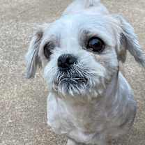 Thumbnail photo of Ace #4