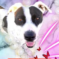 Thumbnail photo of Lacey #4