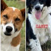 Thumbnail photo of Lolo and Casey #1