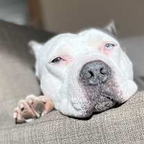 Thumbnail photo of Indy #3