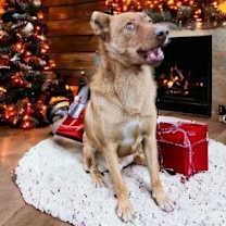 Thumbnail photo of Cody #2