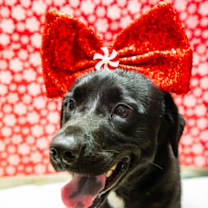 Thumbnail photo of Abbey #1