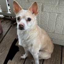 Thumbnail photo of Cody #1