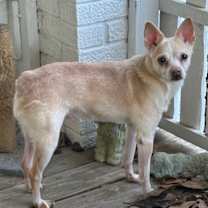 Thumbnail photo of Cody #2