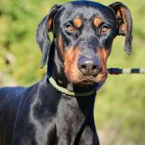 Thumbnail photo of Moose #2