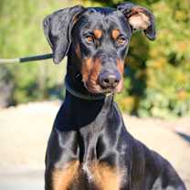 Thumbnail photo of Moose #3