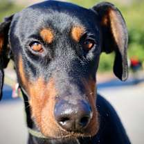 Thumbnail photo of Moose #4