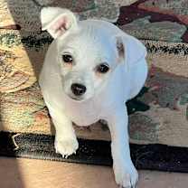 Thumbnail photo of Toby #1