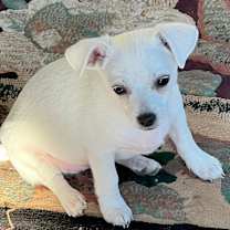 Thumbnail photo of Toby #2