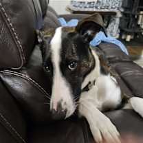 Thumbnail photo of Cane #1