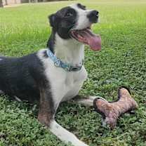 Thumbnail photo of Cane #2