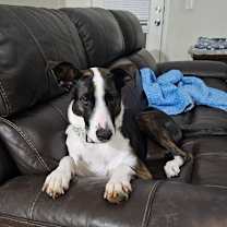 Thumbnail photo of Cane #3