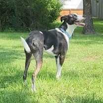 Thumbnail photo of Cane #4