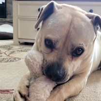 Thumbnail photo of BUBBA #4