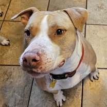 Thumbnail photo of Duncan Doggie #1