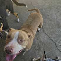 Thumbnail photo of Duncan Doggie #2