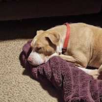 Thumbnail photo of Duncan Doggie #3