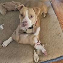 Thumbnail photo of Duncan Doggie #4