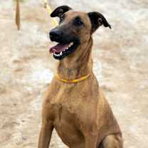 Thumbnail photo of Scooby #1