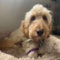 Thumbnail photo of Ivy #1
