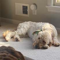 Thumbnail photo of Ivy #2