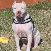 Thumbnail photo of Atticus #1