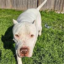 Thumbnail photo of Atticus #2