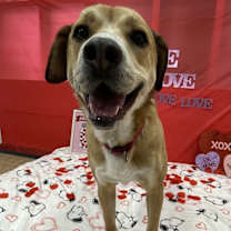 Thumbnail photo of Snickers #3