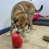 Thumbnail photo of Snickers #4