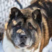 Thumbnail photo of Kuma #1