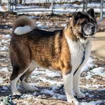 Thumbnail photo of Kuma #2